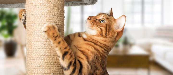 Katze 1700x740